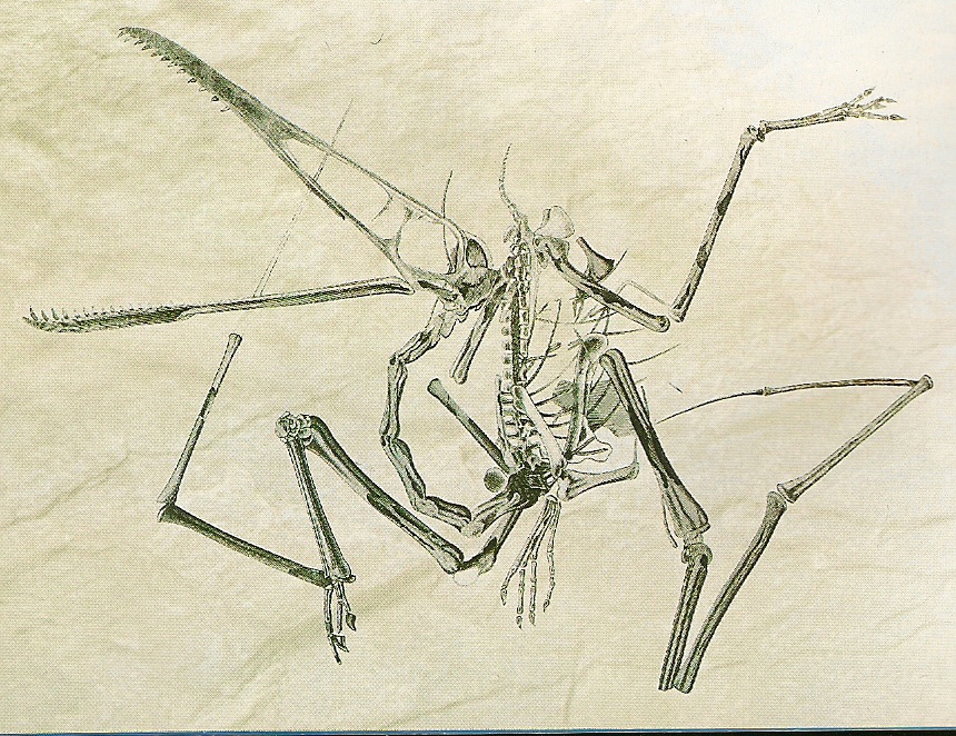 Résultat de recherche d'images pour "evolution pterodactyle"