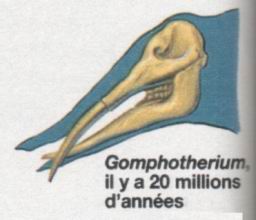 Gomphothrium - Anctre des lphants (20 millions d'annes)