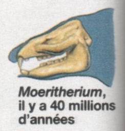 Morithrium - Anctre des lphants (40 millions d'annes)