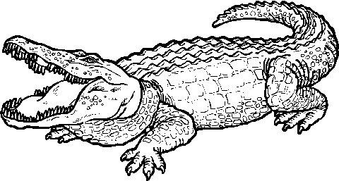 Crocodile