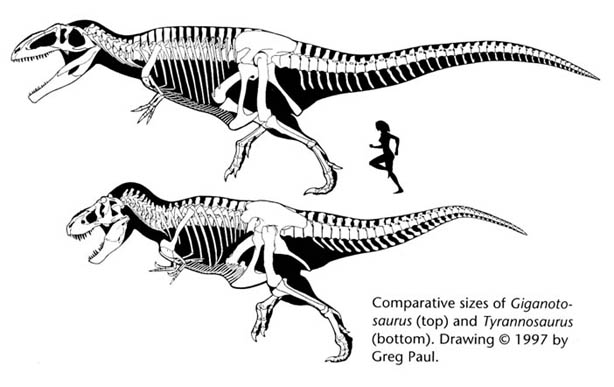 War T.rex doch ein aktiver Jäger? Giganotosaurus%20&%20Tyrannosaurus%20%2802%29
