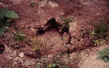 Trace de pas au Congo-Brazzaville, photo de Yvan Ridel