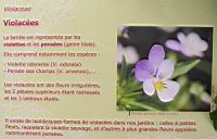 Familles de plantes