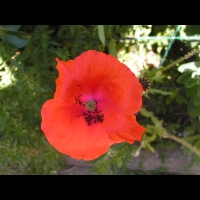 Coquelicot