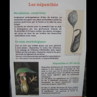 Nepenthes